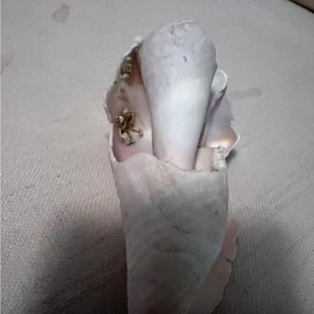Large portion White Conch Shell - Picture 9 of 10